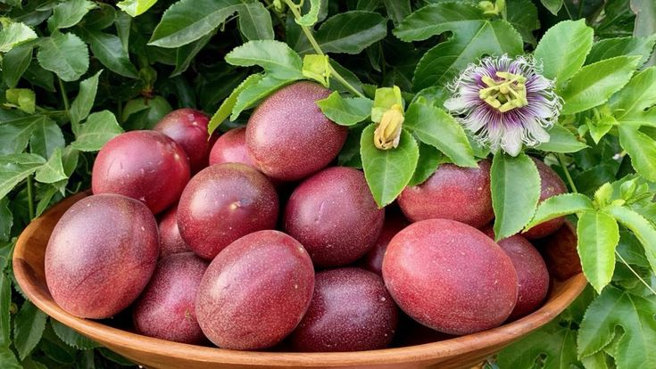 Purple Edulis Passion Fruit Seeds – Edible Vine, Fast Growing, Tropical, Passiflora edulis, Purple Passionfruit, Hardy Plant