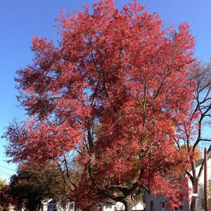 Acer Rubrum Northern Seeds, Red Maple, Fast-Growing Hardy Tree for Landscaping & Garden, 10 Seeds