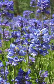 Rydberg’s Penstemon Seeds – Penstemon rydbergii – Native Violet Wildflower, Cold Hardy Perennial, Pollinator Friendly, 100mg Seeds