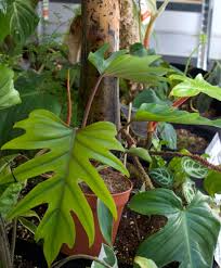 Philodendron Mayoi Live Plant in 4-Inch Pot, Tropical Indoor Houseplant, Easy-Care, Air-Purifying, Climbing or Trailing, Green Foliage