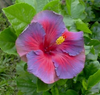 Rare Hibiscus Nightfire Starter Plant β 3 Fresh Unrooted Cuttings, Exotic Flowering Hibiscus, Vibrant Red to Pink Blooms