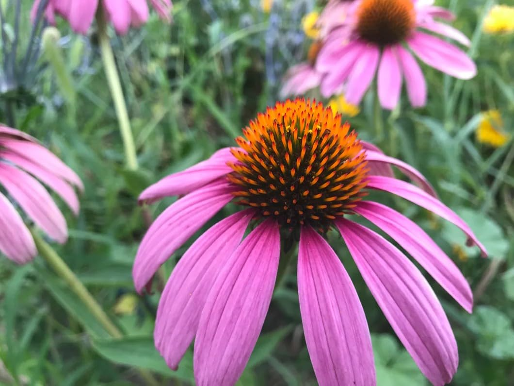 200 Seeds Purple Coneflower Echinacea Purpurea Perennial Pollinator Flower for Garden