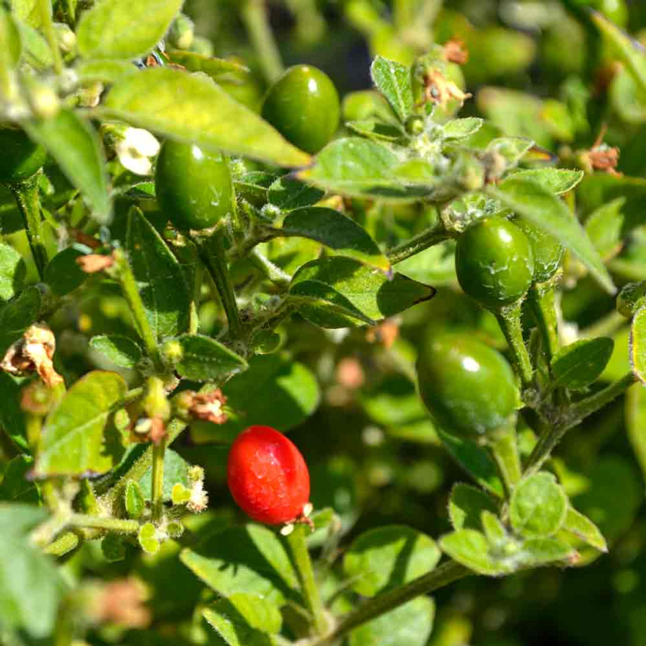 Chiltepin Hot Pepper Seeds 30 Pack, Capsicum annuum, Tiny Fiery Chili for Salsas, Hot Sauces & Mexican Cuisine