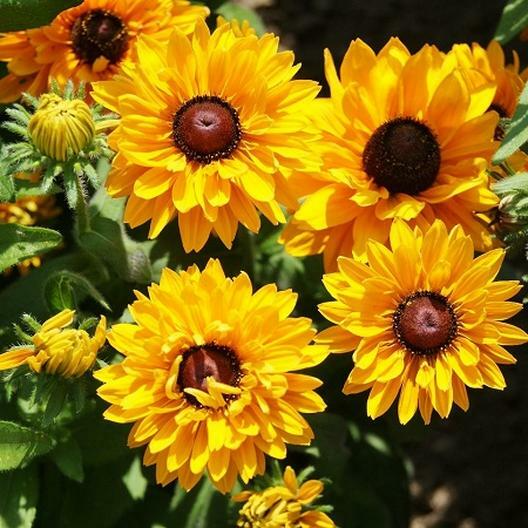 Black Eyed Susan Seeds | Rudbeckia hirta 'Goldilocks' | Double Blooms, Perennial, Vibrant Yellow Flowers, Pollinator-Friendly, Non-GMO