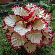 Velvet Flame Calathea Seeds 25+ | Tropical Foliage Plant | Calathea sp. | Indoor & Garden Decorative Plant