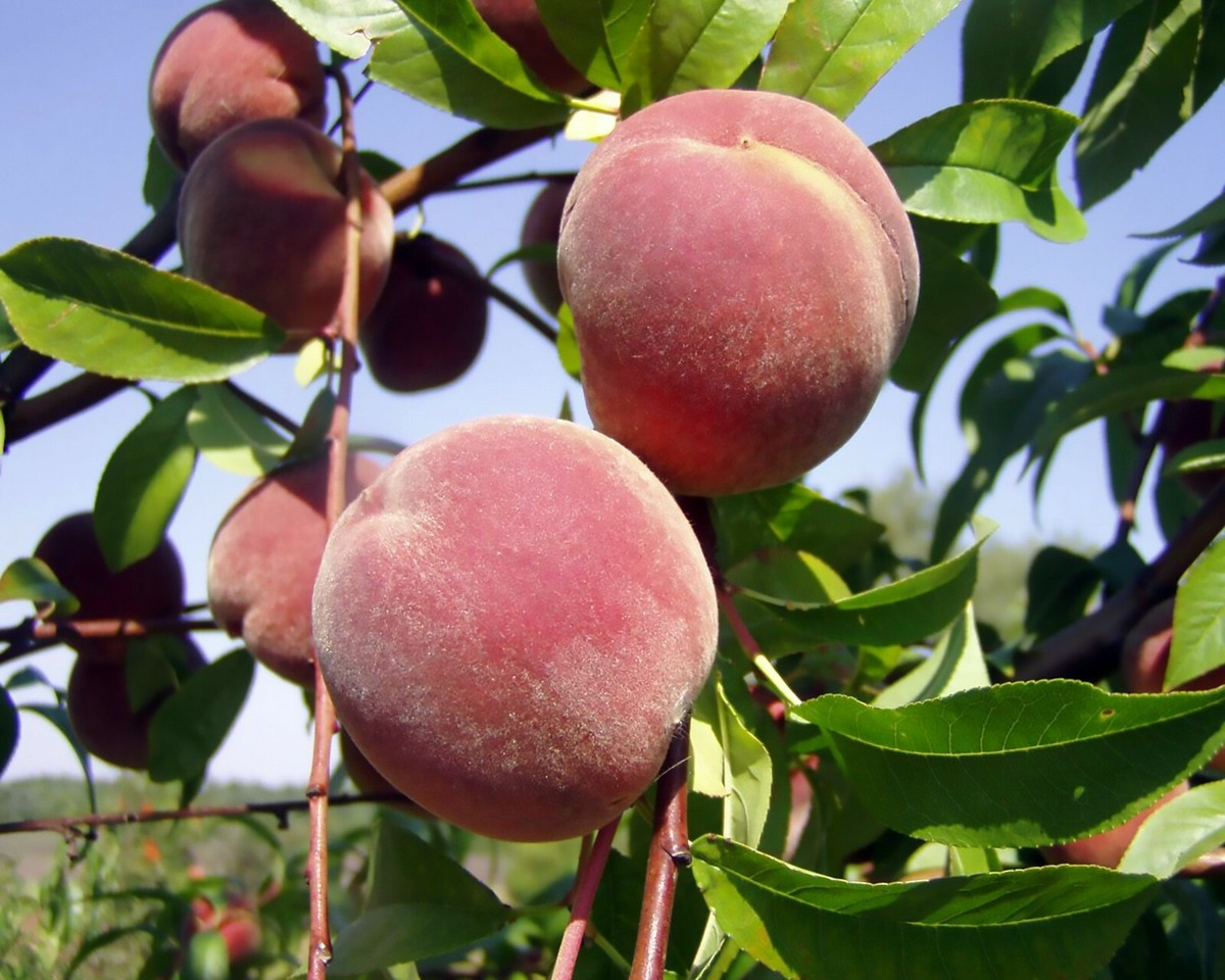 Nemaguard Peach Starter Plant - 6-8 Inch Live Seedling, Deciduous Fruit Tree for Landscaping & Orchard Growth