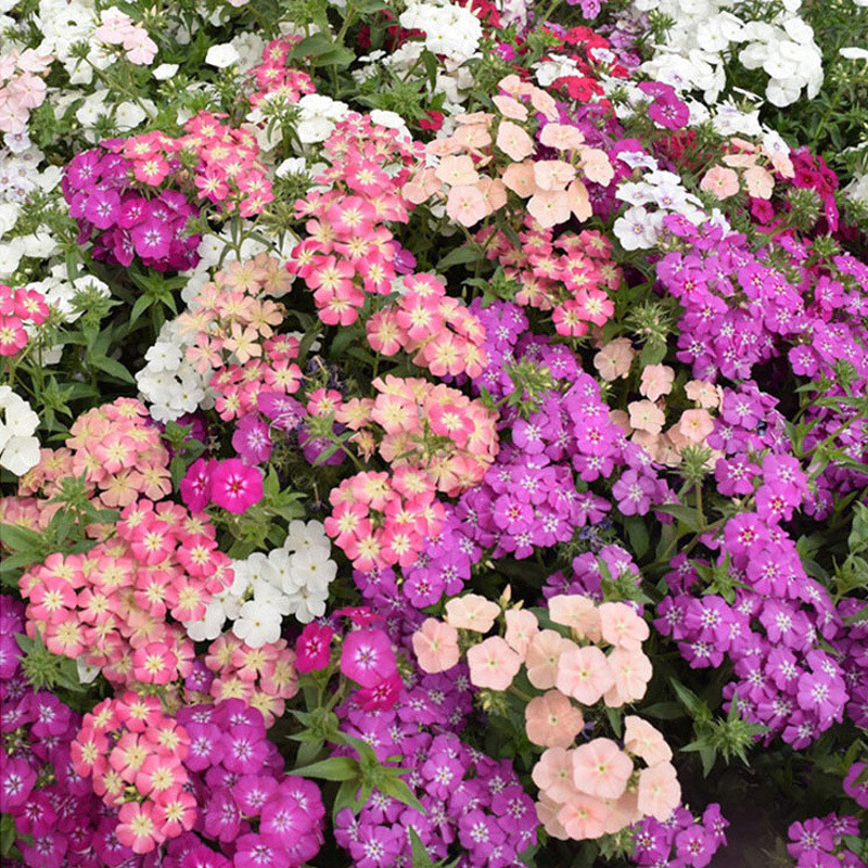 200 Phlox Dwarf Mix Seeds - Heirloom Non-GMO Spring Blooms, Rock Garden, Perennial, Phlox drummondii
