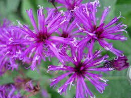 New York Ironweed Seeds – Vernonia noveboracensis – Bright Purple Blooms, Tall Native Wildflower, Pollinator Plant, 500mg