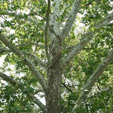 American Sycamore Tree Bare Root Plant - 2-3 Ft Fast-Growing Shade Tree Platanus occidentalis Zones 4-9