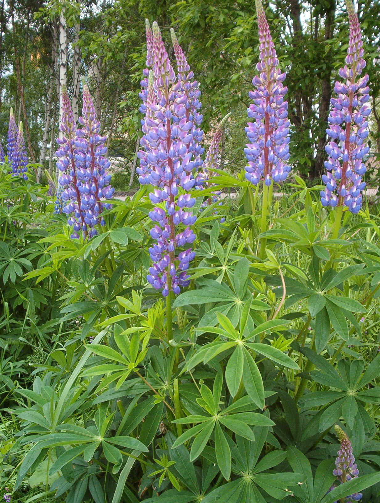 Lupine Seeds Large Leaf for Planting – Lupinus polyphyllus Perennial Flower with Blue & Purple Blooms, Easy to Grow, Garden Border, Pollinator-Friendly
