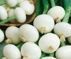 200 Seeds Crystal White Wax Onion Allium Cepa Mild Sweet Pearl Onion Variety
