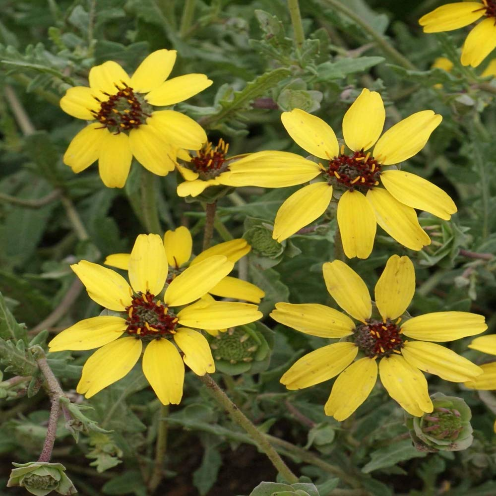 Soft Greeneyes Seeds - 15 Pack, Chocolate Daisy with Fragrant Blooms, Pollinator-Friendly, Drought-Tolerant, Native Wildflower Seeds