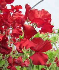 George McAra Sweet Pea Seeds – 50+ Rich Violet Blooms Climbing Vine for Bouquets & Gardens