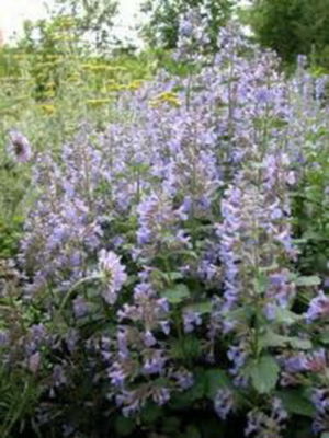 Catnip Seeds 1,000 Non-GMO Nepeta cataria Perennial Herb for Cats, Tea & Pollinators