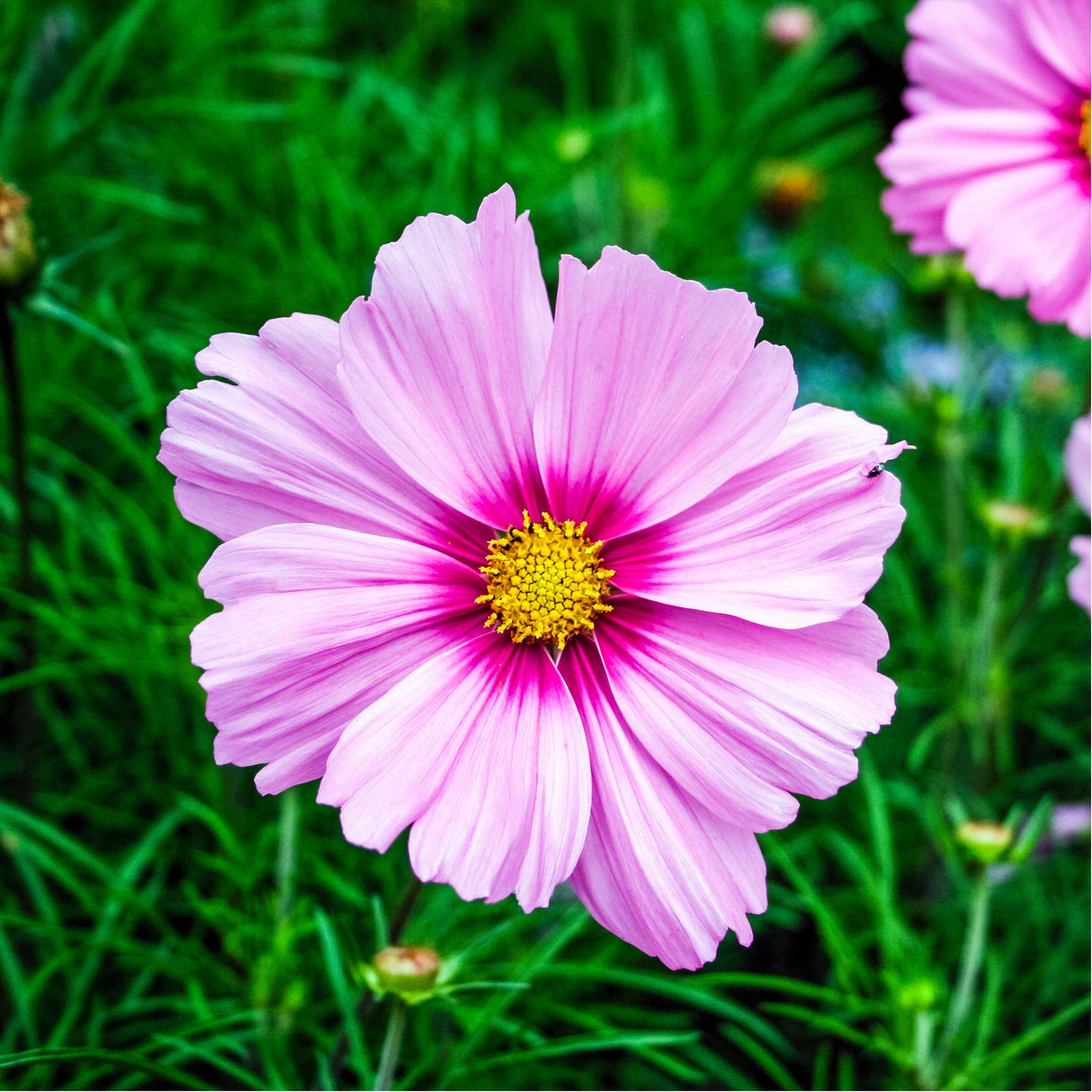 Cosmos Gloria Seeds 1g for Planting | Vibrant Annual Flower | Cosmos bipinnatus for Gardens, Pollinator Habitats & Landscaping
