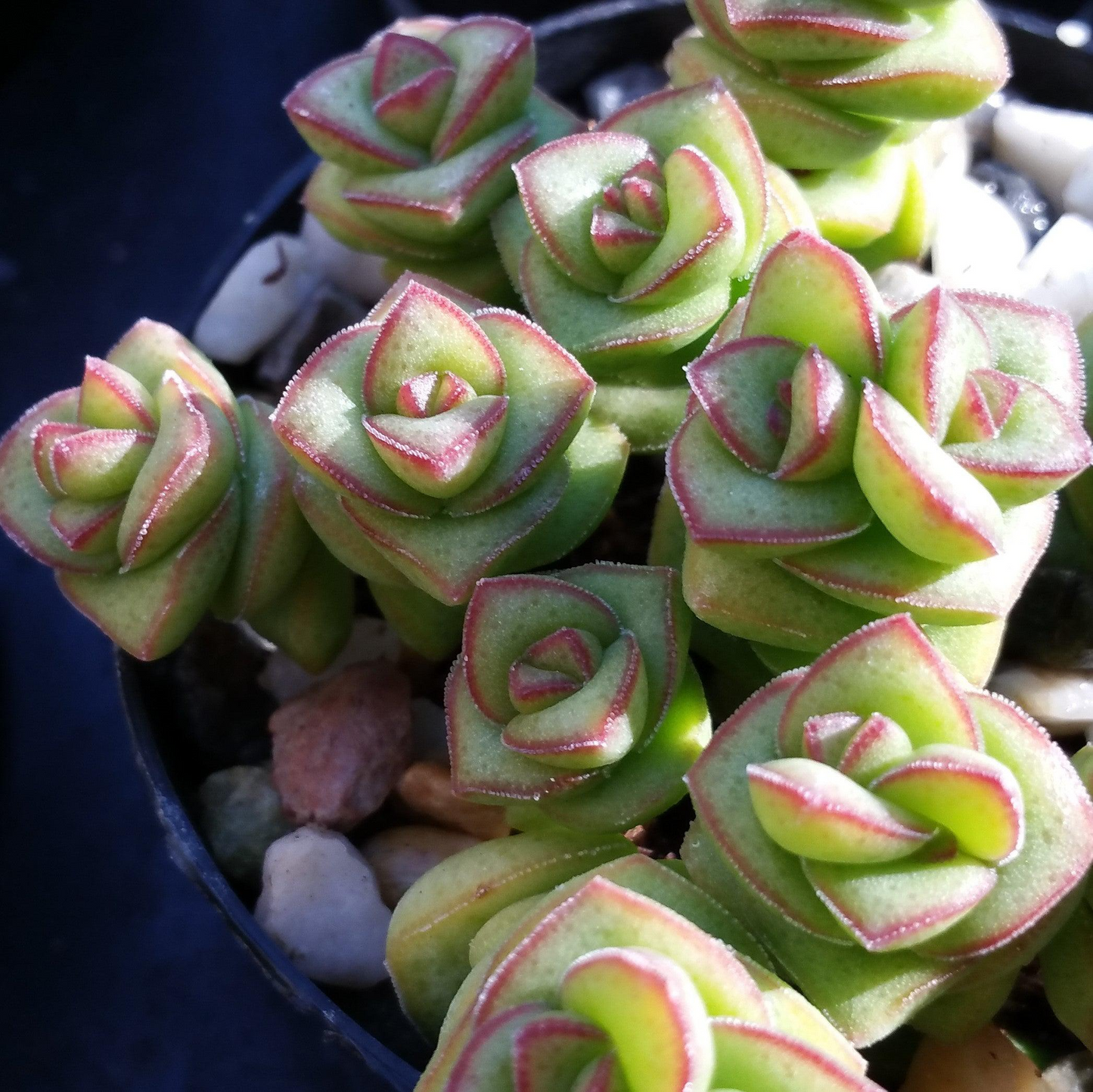 Crassula Perforata Variegated String of Buttons Succulents – 2 Bare Root Live Plants, Trailing, Drought Tolerant, Easy-Care, Unique Spiral Leaves