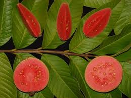 Guava Seeds - Ruby Supreme Pink Flesh Tropical Fruit Seeds for Garden & Container Growing, Psidium guajava