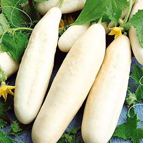 White Wonder Cucumber Seeds | Heirloom, Crisp & Bitter-Free, Non-GMO, Salad & Pickling, Heat-Tolerant Cucumis Sativus