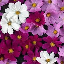 50 Cosmos VERSAILLES TETRA Red Seeds – Vibrant Red Flowers, Attract Pollinators & Butterflies, Easy to Grow, Cosmos bipinnatus