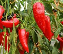 Giant Marconi Red Sweet Pepper Seeds – 250mg, Award-Winning, Sweet & Tender, High Yield, Container Friendly, Capsicum annuum
