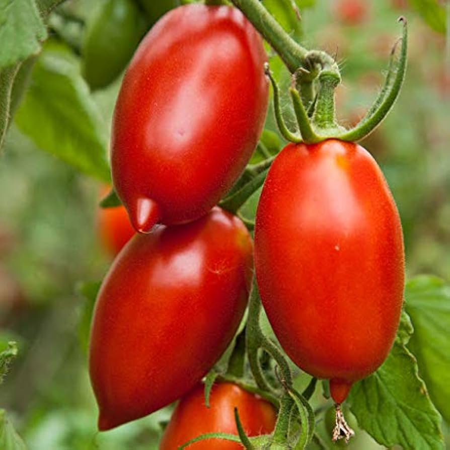 100 Tomato Seeds Mix - Heirloom Canning, Sauce & Paste Varieties, Indeterminate, Non-GMO, Lycopersicon esculentum