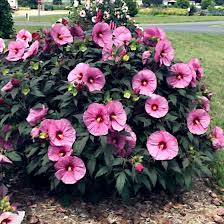Pink Swamp Rose Mallow Seeds - Hardy Hibiscus Hibiscus moscheutos 6-9" Pink Flowers Perennial Plant
