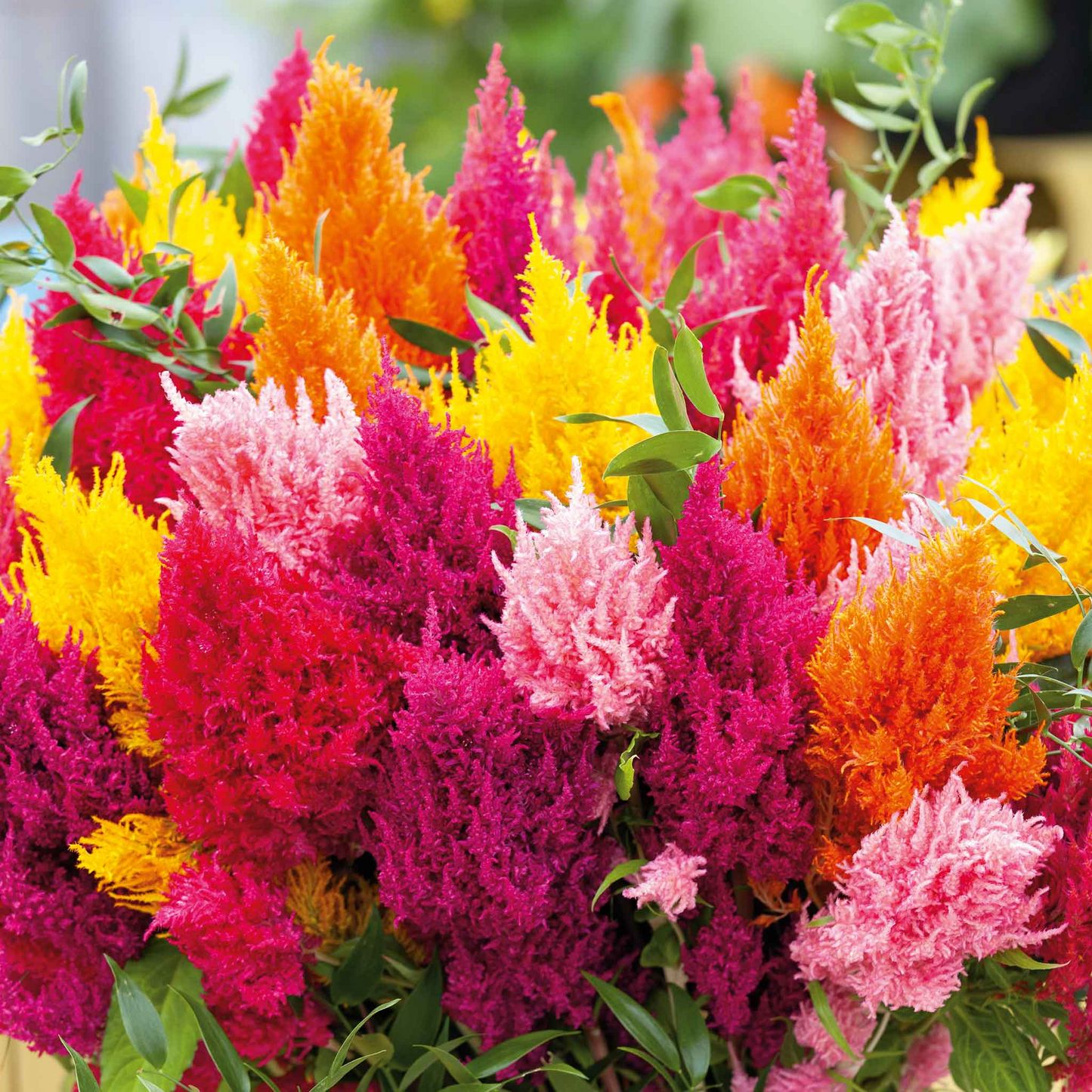 400 Seeds Celosia Mixed Pampas Plume Non-GMO Decorative Garden Blooms