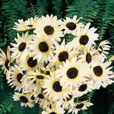 Italian White Sunflower Seeds, Non-GMO, Pollinator Friendly, Cut Flowers, Helianthus annuus