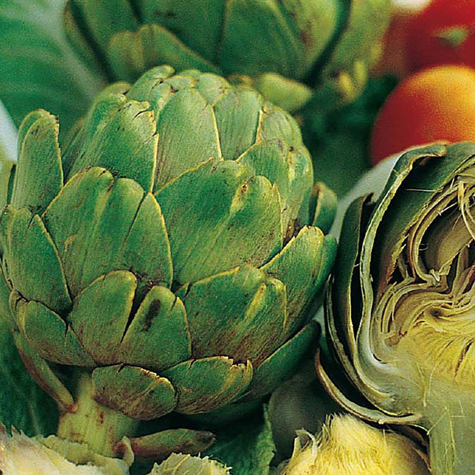 Artichoke Green Globe Seeds – 500mg Heirloom Variety for Garden & Container, Perennial, High Yield, Cynara cardunculus var. scolymus