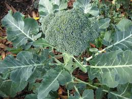 Broccoli Seeds | Green Sprouting Calabrese Heirloom Variety | High Yield, Cold Hardy, Garden & Container Planting