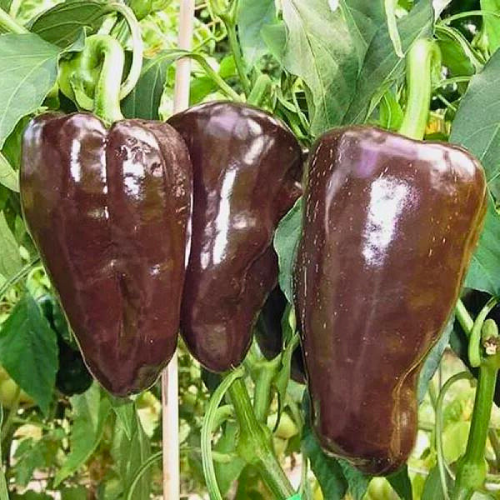 Mulato Isleno Poblano Pepper Seeds | Heirloom Non-GMO | Mild & Sweet | Capsicum annuum | 75 Days Growing
