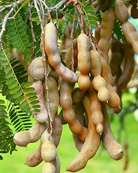 Sour Tamarind Starter Plant Seedling | Live Tamarindus indica Tree | Tropical Fruit Tree for Garden & Orchard