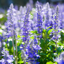 Hyssop Seeds - Heirloom Non-GMO Culinary Herb with Violet-Blue Flowers, Aromatic Licorice-Mint Flavor, Pollinator-Friendly, Zone 3-9