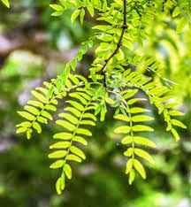Live Bare Root Thornless Honey Locust Tree 18-24 Inches Gleditsia triacanthos inermis for Shade & Landscaping