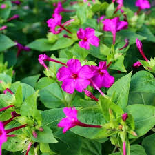 25 Four O’Clock Rose Seeds – Mirabilis Jalapa, Pink Fragrant Flowers, Hummingbird Magnet, Perennial Non-GMO Seeds