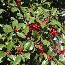 500 mg Ilex opaca Seeds | American Holly Native Evergreen Shrub for Landscaping, Wildlife, Privacy