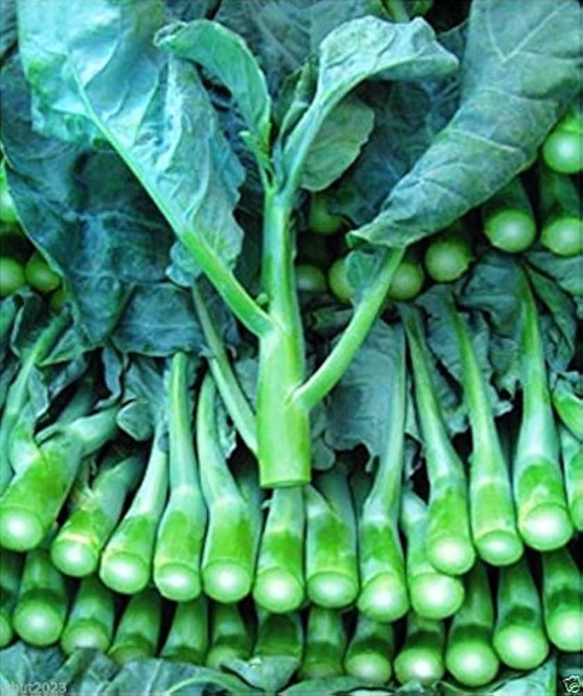 150 Seeds Wan Shen Kailan Brassica oleracea var. alboglabra Asian Green for Planting & Culinary Use