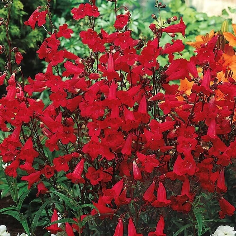 Penstemon Seeds 200 Non-GMO Eaton's Red Hummingbird Perennial Beardtongue Vibrant Red Flowers Pollinator-Friendly