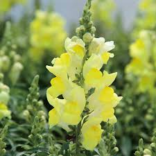 Candy Tops Yellow Snapdragon Seeds - 1000+ | Compact Bright Yellow Blooms | Antirrhinum majus for Garden & Containers