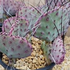 Opuntia Macrocentra Prickly Pear Cutting 5"+ | Purple Cactus with Black Spines | Cold Hardy Succulent Starter Plant