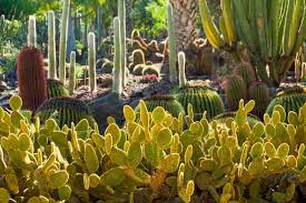 Opuntia Rufida Cactus Cutting 6-8 Inches - Bunny Ears Variety - Drought Tolerant Succulent Plant - Easy Rooting Cactus for Xeriscaping