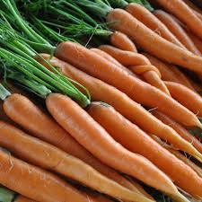 Carrot Seeds | Scarlet Nantes Heirloom Daucus carota | Sweet, Tender, Cylindrical Roots for Fresh Eating & Juicing