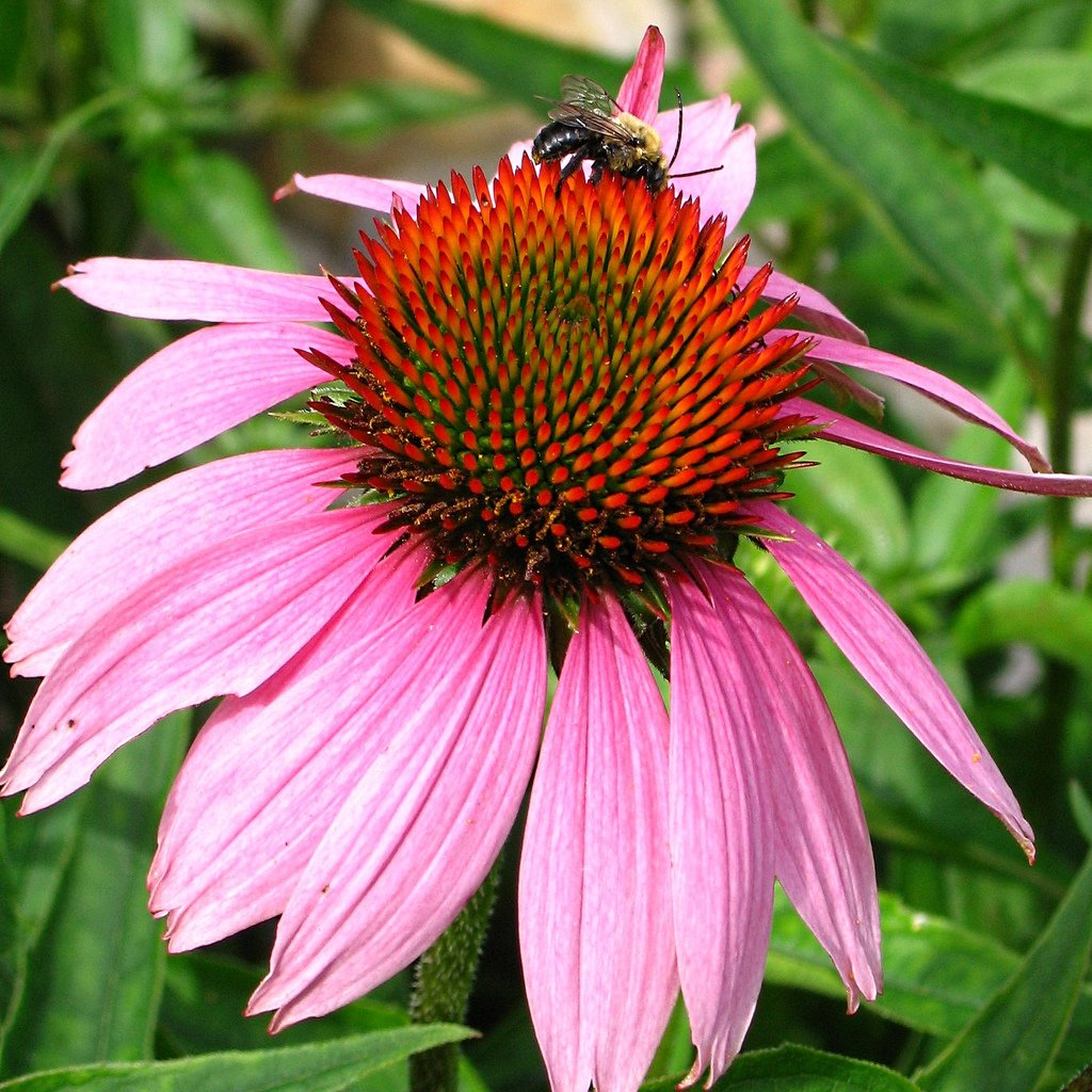 Bright Pink Coneflower Seeds – Echinacea purpurea Perennial Flowering Plant for Garden, Pollinator-Friendly, 200+ Seeds