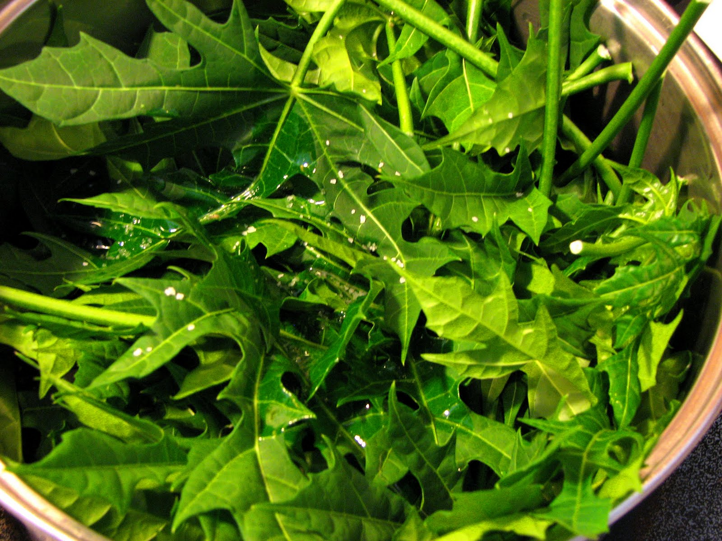 Organic Chaya Mexican Tree Spinach Cuttings, 10 Unrooted, Edible Leaves, Superfood, Cnidoscolus aconitifolius, Easy to Grow