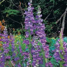 Penstemon Secundiflorus Seeds | Drought-Tolerant Native Wildflower for Gardens & Landscapes | Sidebells Penstemon Planting