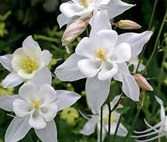 Crystal Star Columbine Seeds | White Flowers | 24-32" Tall | Aquilegia caerulea | Pollinator & Hummingbird Attracting Perennial Seeds