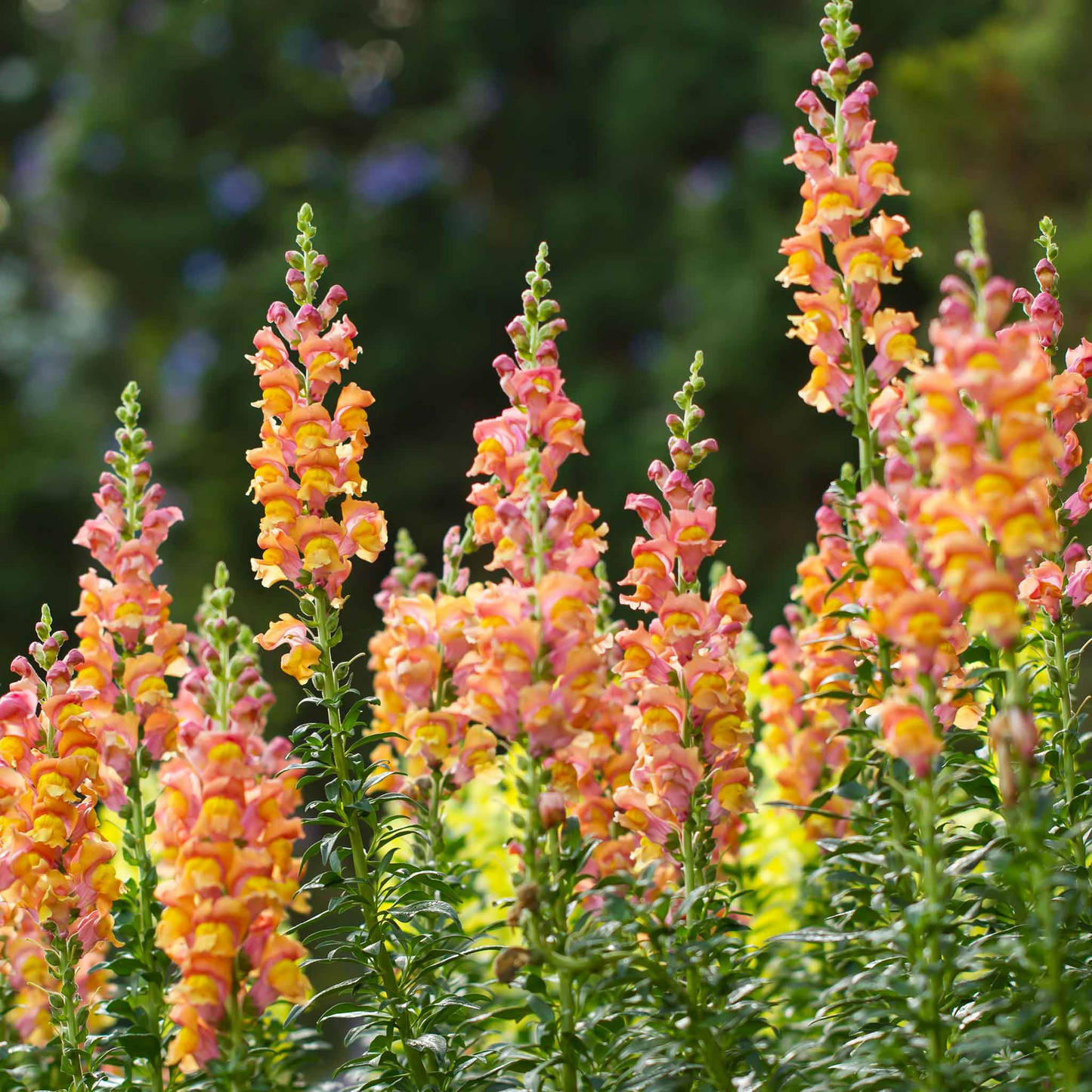 Antirrhinum majus Rocket Bronze Snapdragon Seeds β 1000+ Warm Copper-Toned Blooms for Garden & Cut Flowers