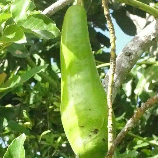 Starter Plant Avocado Long Neck (Persea americana) Tropical Big Fruit Tree, 2-3 ft, Edible, High Yield, Full Sun