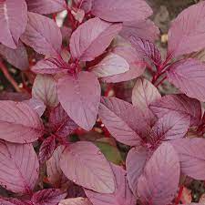 Edible Amaranth Seeds 500mg Red Beauty Microgreens Heirloom Vegetable Amaranthus tricolor