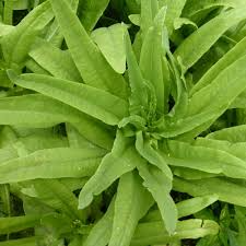 Asparagus Lettuce Seeds 500mg - New Yu Mai Asian Green with Crisp Stems & Tender Leaves, Fast Growing, Garden & Container Cultivation